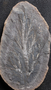 PP 52410 A+B [HS] Rhacophyllum spinosum, Moscovian / Desmoinesian, Francis Creek Shale Member, United States of America, Illinois, Mazon Creek Region