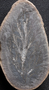 PP 52410 A+B [HS] Rhacophyllum spinosum, Moscovian / Desmoinesian, Francis Creek Shale Member, United States of America, Illinois, Mazon Creek Region