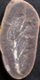 PP 52440 A+B [HS] Rhacophyllum spinosum, Moscovian / Desmoinesian, Francis Creek Shale Member, United States of America, Illinois, Mazon Creek Region