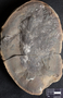 PP 6803 [HS] Rhacophyllum spinosum, Moscovian / Desmoinesian, Francis Creek Shale Member, United States of America, Illinois, Mazon Creek Region