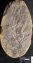 PP 6804 A+B [HS] Rhacophyllum spinosum, Moscovian / Desmoinesian, Francis Creek Shale Member, United States of America, Illinois, Mazon Creek Region