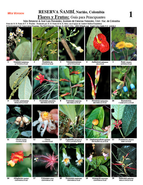 Flores & Frutas da Reserva Natural do Rio Ñambi: Guia para Iniciantes