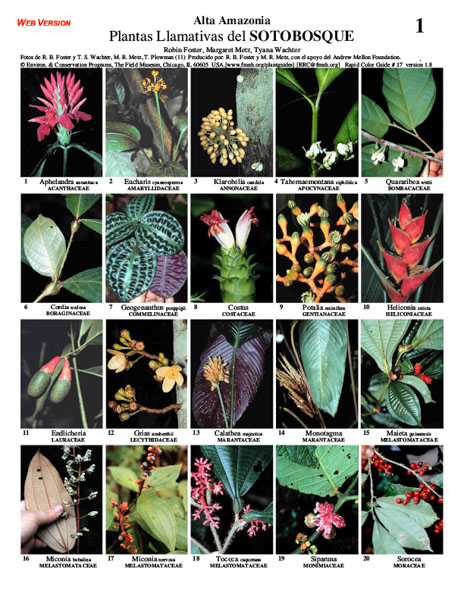 Selected Conspicuous Plants of the Understory