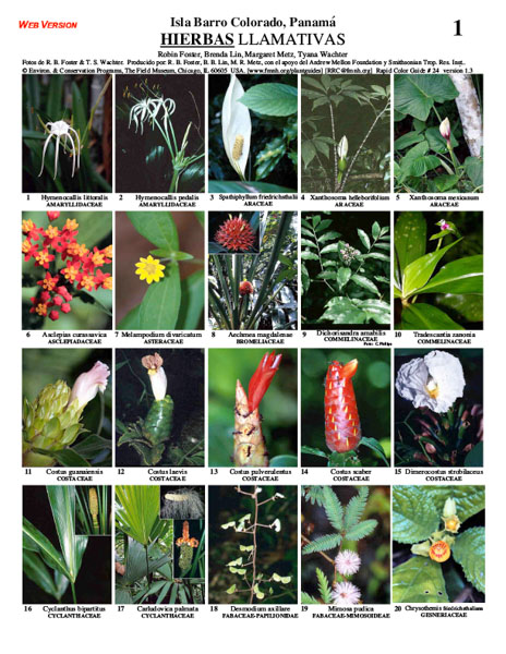 Selected Conspicuous Herbs of Barro Colorado Island