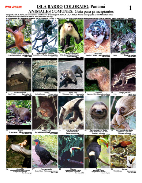 Common Animals of Barro Colorado Island: A beginners guide