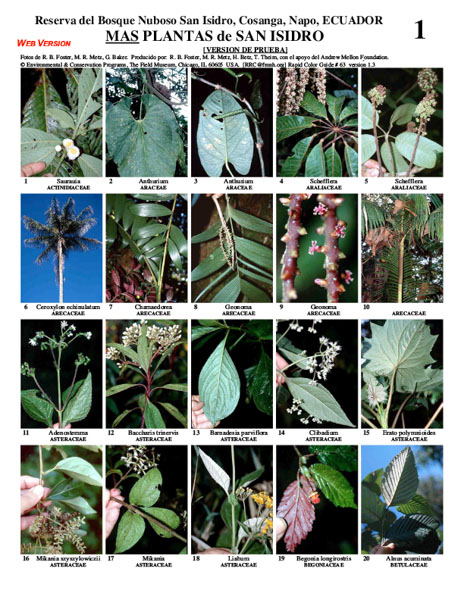 Outras plantas conspícuas da Reserva Florestal Nublada de San Isidoro: uma amostra