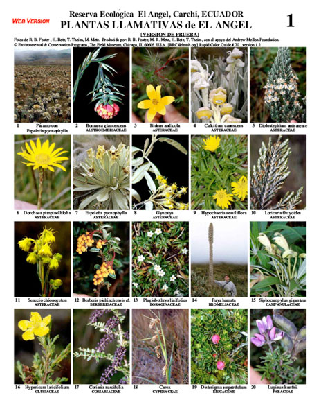 Plantas Llamativas seleccionadas de la Reserva Ecológica de El Angel