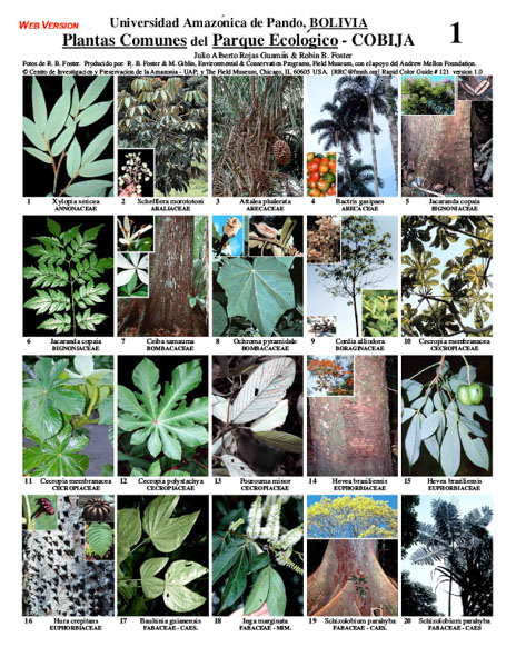 Common plants selected from the Cobija Municipal Ecological Park