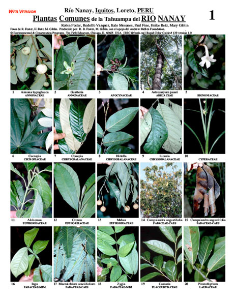 Common Plants of the Nanay River: a sample