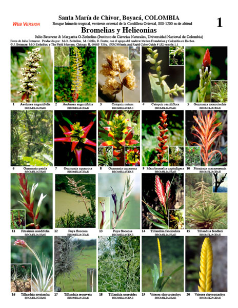 Santa María de Chivor Bromeliads and Heliconias
