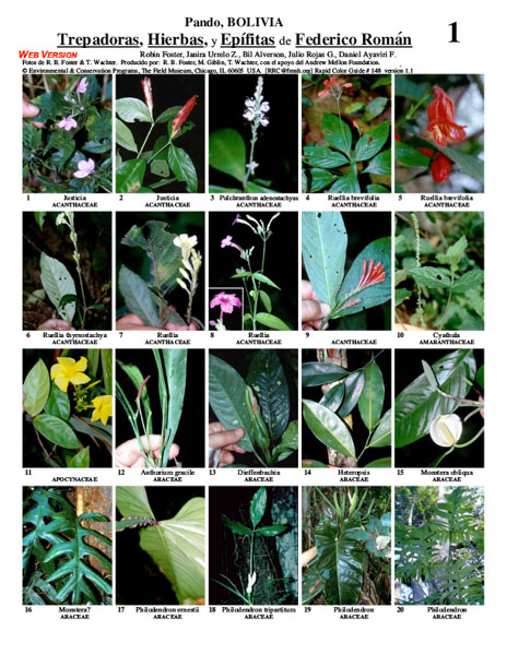 Climbers, Herbs, and Epiphytes of the Federico Román Province
