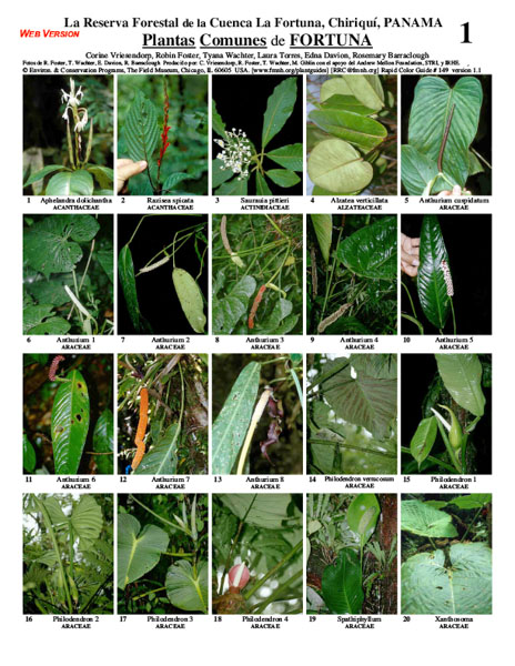 Common Plants of Fortuna Forest Reserve