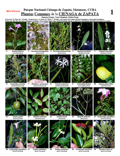 Plantas Comuns selecionadas da Ciénaga de Zapata: uma amostra
