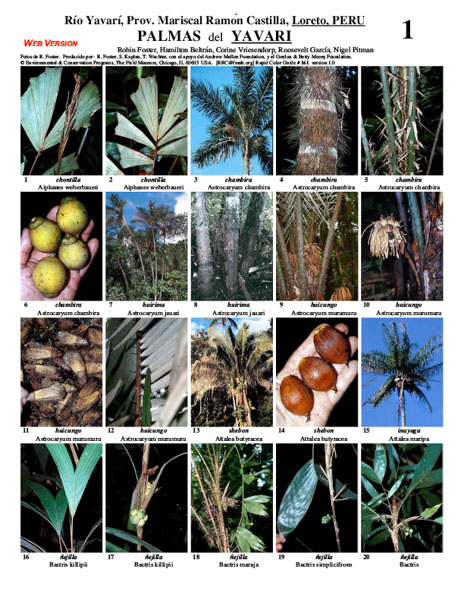 Selected Palms of the Yavarí River