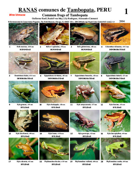 Ranas de la Reserva Nacional Tambopata