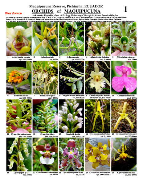 Orchids of Maquipucuna Reserve