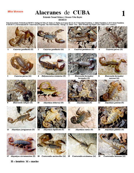 Selected Scorpions of Cuba