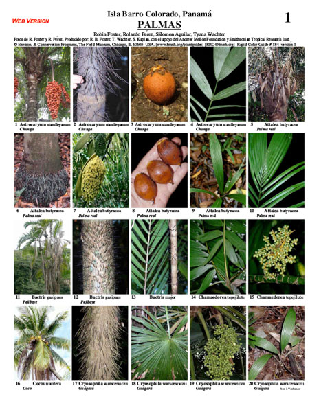 Palms of Barro Colorado Island: a sample