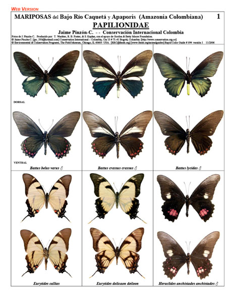 Borboletas: Papilionidae do Baixo Rio Caquetá