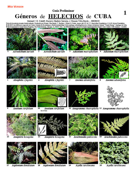 Gêneros Selecionados de Samambais de Cuba