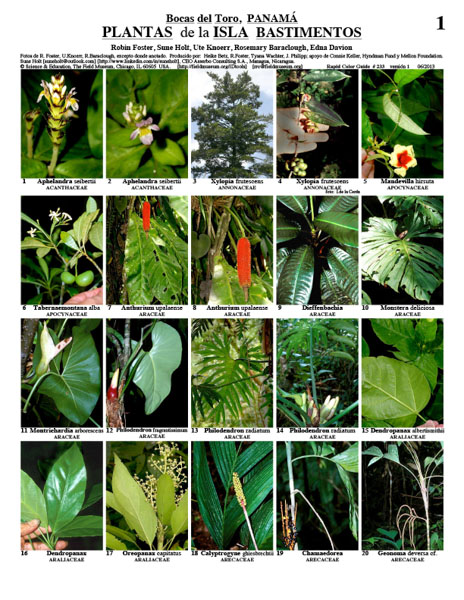 Selected Plants Bastimentos Island