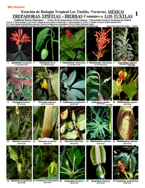 Climbers, Epiphytes and Herbs of the Los Tuxtlas Tropical Biología Station