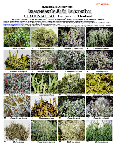 Selected Cladoniaceae of Thailand