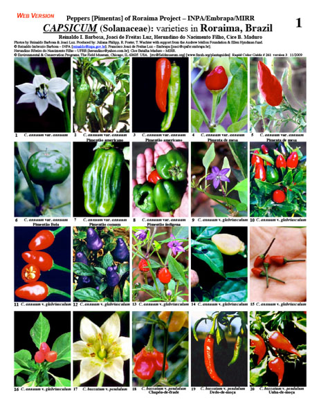 Variedades del género Capsicum (Solanaceae) en el Estado de Roraima.