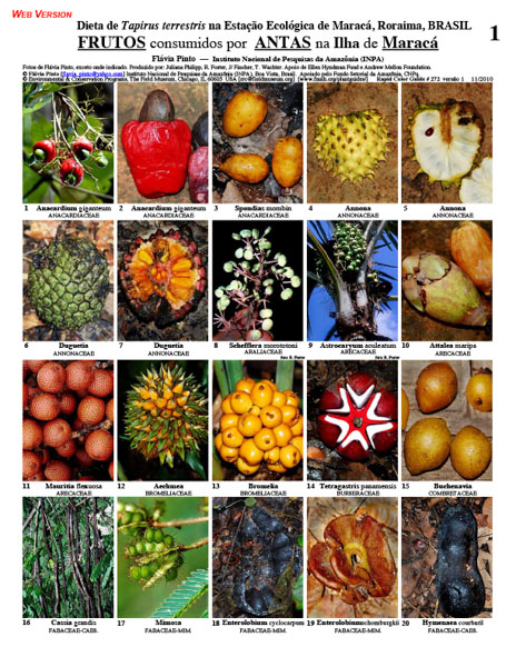 Fruit consumed by Tapir (Tapirus terrestris) on Maracá Island