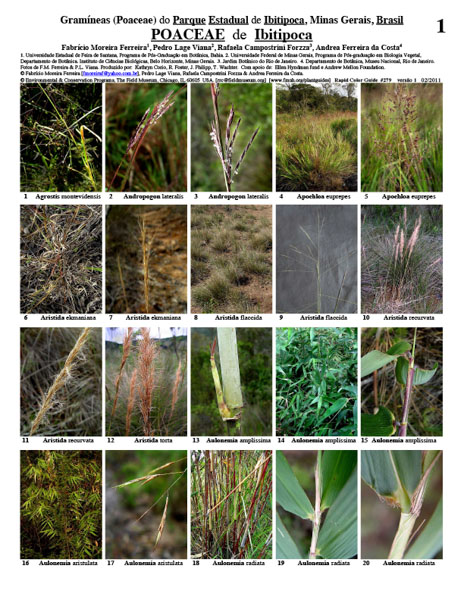 Poaceae seleccionadas del Parque Estadual de Ibitipoca