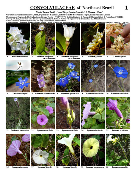 Convolvulaceae do Nordeste Brasileiro