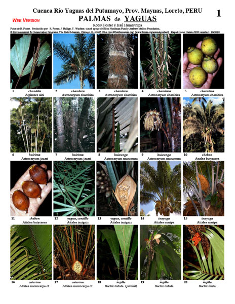 Selected Palms of the Yaguas River Basin