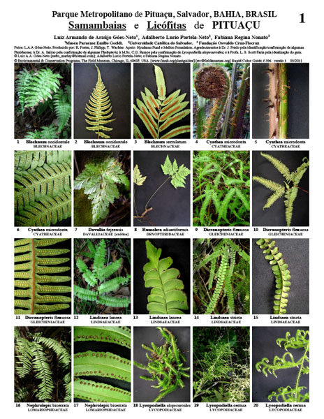 Representatives of Ferns and Lycophytes from the Pituaçu Metropolitan Park