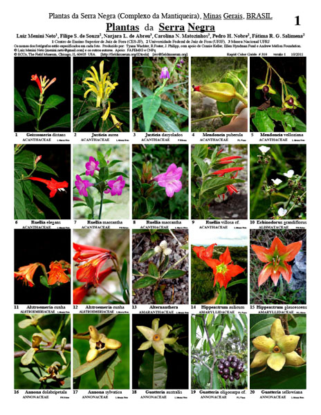 Plantas da Serra Negra