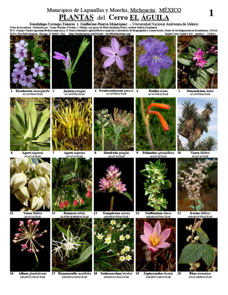 Plantas do Cerro el Águila