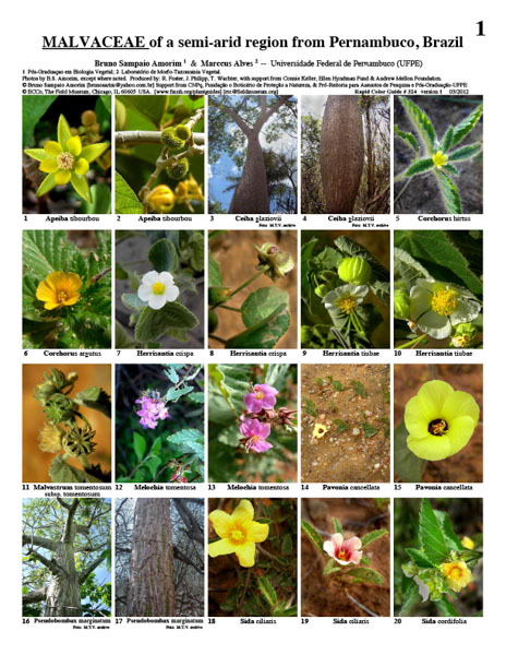 Representantes de Malvaceae de una región semiárida de Pernambuco