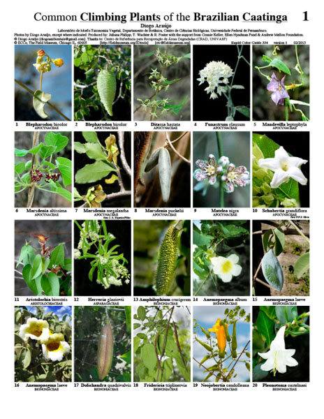 Plantas trepadoras comunes de la Caatinga brasileña