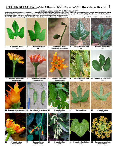 Cucurbitaceae da Mata Atlântica do Nordeste do Brasil