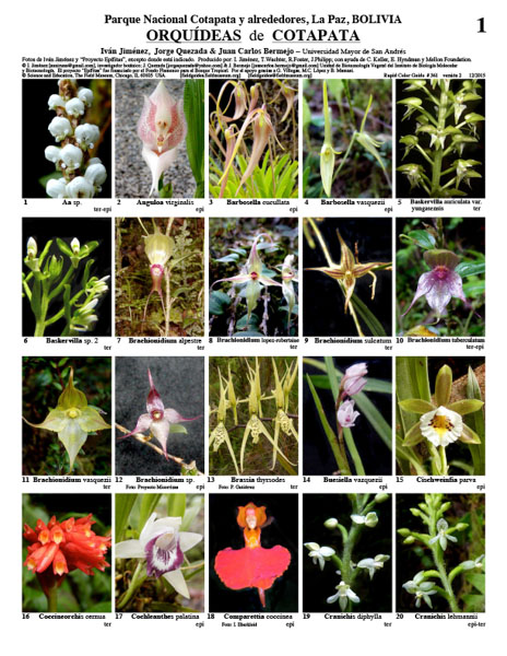 Orchids of Cotapata National Park