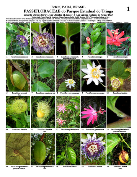 Representantes de Passifloraceae do Parque Nacional do Utinga