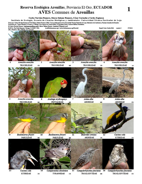 Aves Comuns da Reserva Ecológica Arenillas