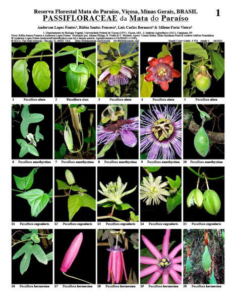 Representatives of Passifloraceae from the Mata do Paraíso Forest Reserve