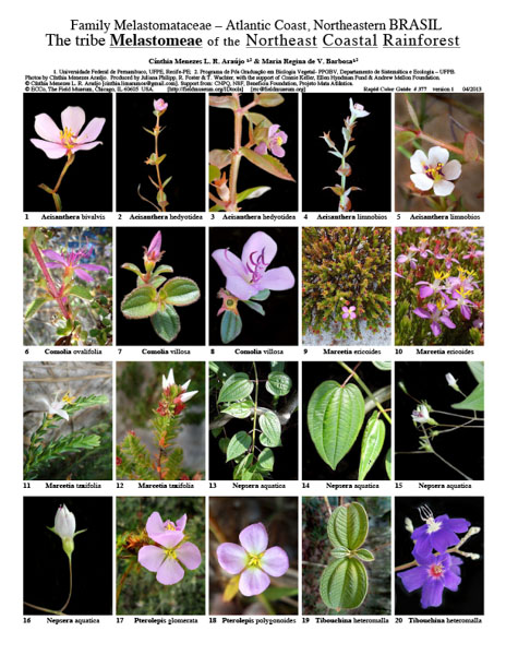 La tribu Melastomeae del Bosque Lluvioso Costero Nororiental de Brasil