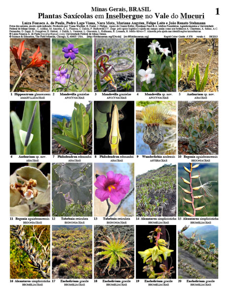 Plantas Saxícolas em Inselbergue no Vale do Mucuri
