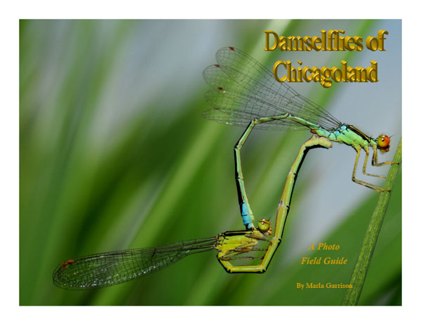 Damselflies of Chicagoland