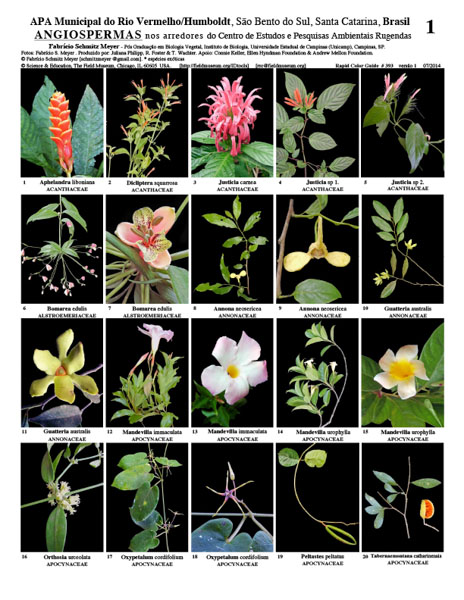 Representatives of Angiosperms in the surroundings of the Rugendas Environmental Studies and Research Center