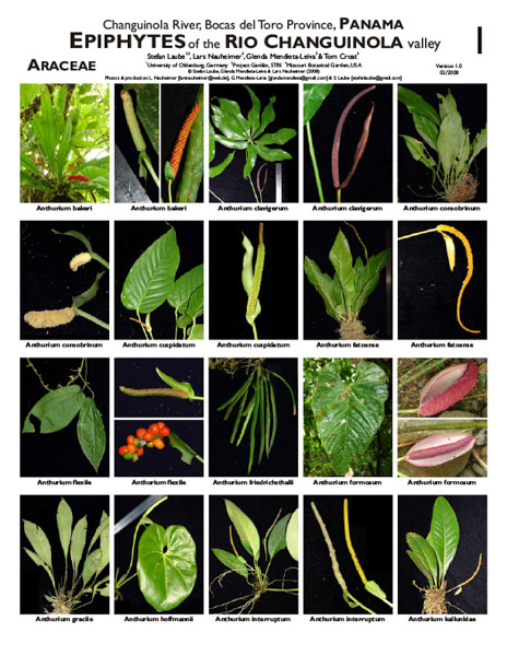 Epiphytes of the Changuinola River Valley