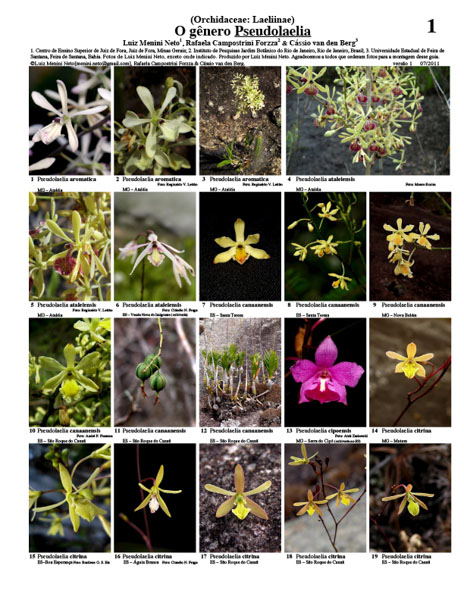 Pseudolaelia do Brasil