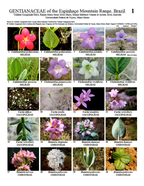 Gentianaceae of the Espinhaço Mountain Range