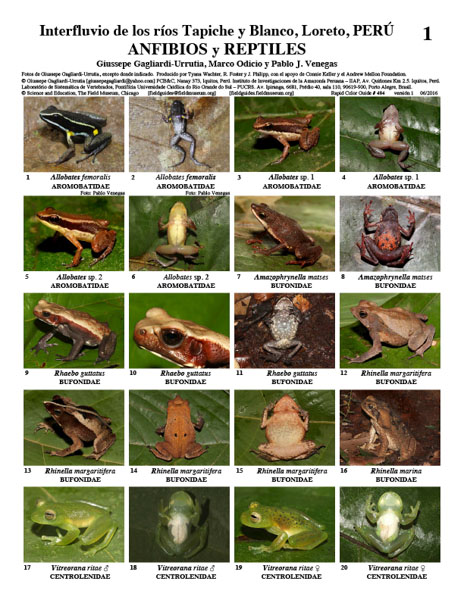 Amphibians and Reptiles of the Tapiche-Blanco Region
